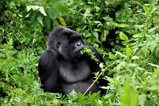 3-Day Rwanda Gorilla Safari - Key Points