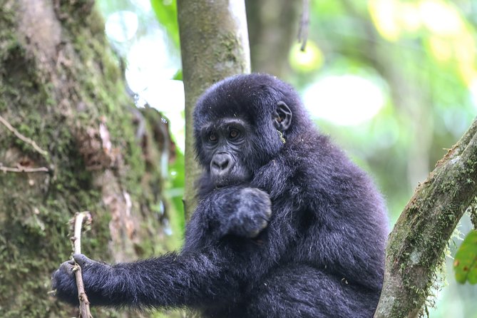 3-Day Rwanda Gorilla Safari - Meeting and Pickup