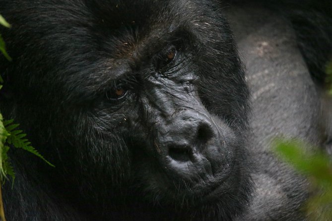 3-Day Rwanda Gorilla Safari - Gorilla Tracking Experience