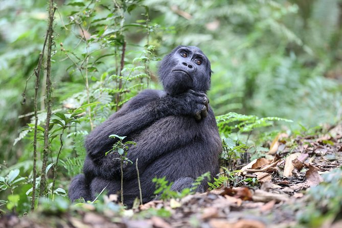 3-Day Rwanda Gorilla Safari - Safety and Precautions