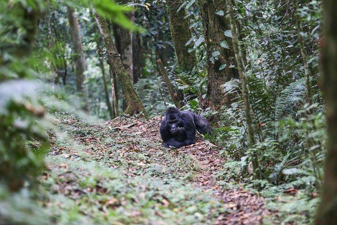 3-Day Rwanda Gorilla Safari - Local Guide Insights