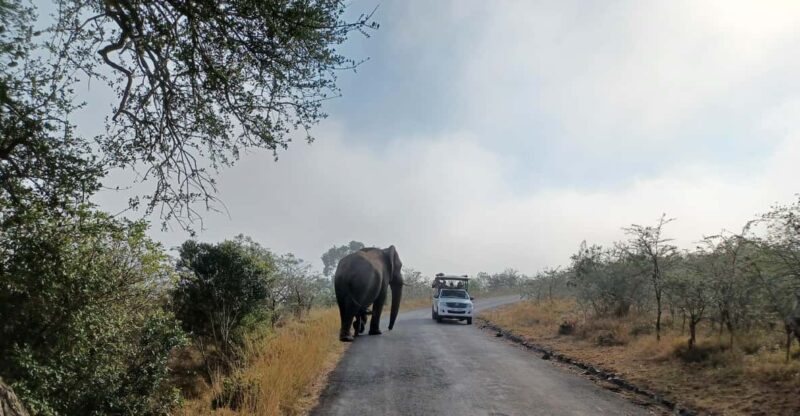 3 Day Safari In Kruger National Park - Wildlife Encounters and Activities