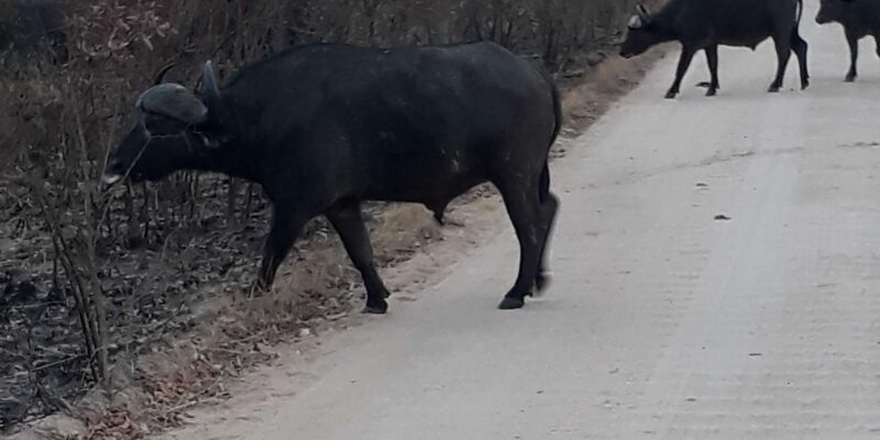 3 Day Safari In Kruger National Park - Scenic Views and Landscape