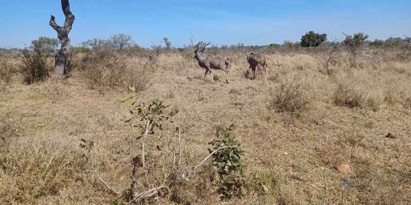 3 Day Safari In Kruger National Park - Day 1 Itinerary