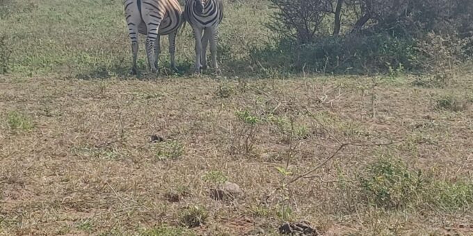 3 Day Safari In Kruger National Park - Day 2 Itinerary