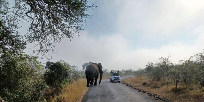 3 Day Safari In Kruger National Park - What to Bring