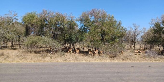 3 Day Safari In Kruger National Park - Frequently Asked Questions