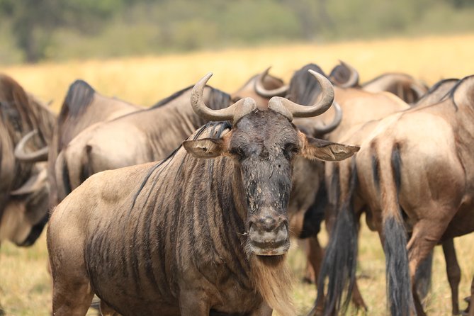 3-Day Safari in Serengeti & Ngorongoro(Mid-range) - Pickup and Arrival Details