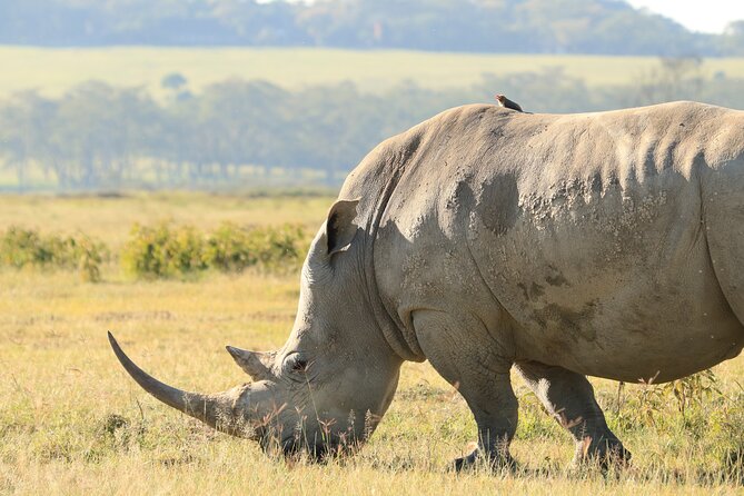 3-Day Safari in Serengeti & Ngorongoro(Mid-range) - Participant Requirements