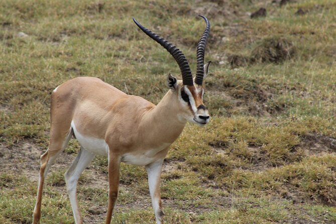 3-Day Safari in Serengeti & Ngorongoro(Mid-range) - Booking and Pricing