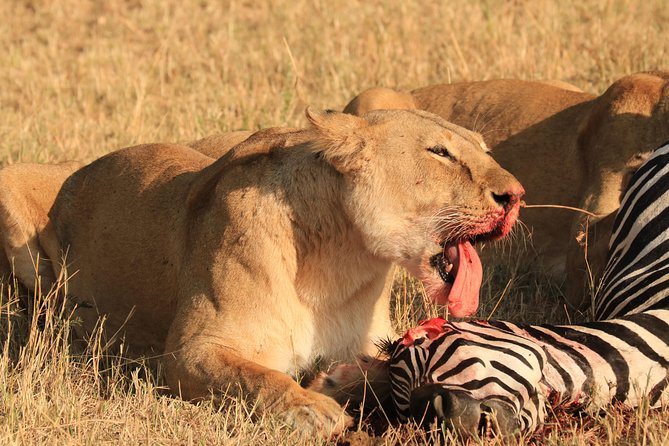 3-Day Safari in Serengeti & Ngorongoro(Mid-range) - Cancellation Policy