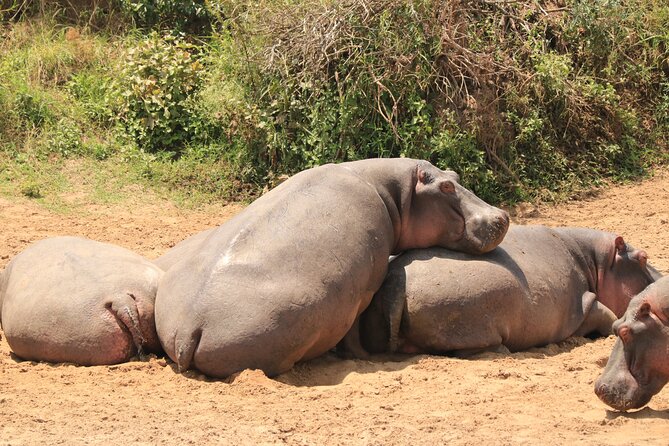 3-Day Safari in Serengeti & Ngorongoro(Mid-range) - Reviews and Ratings