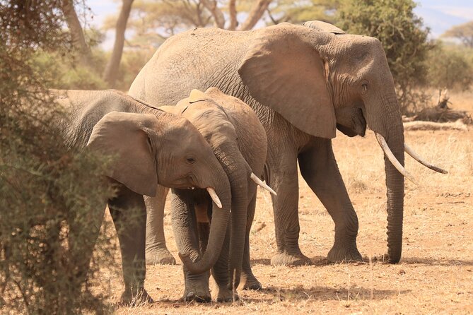 3-Day Safari in Serengeti & Ngorongoro(Mid-range) - Safari Njema Adventures
