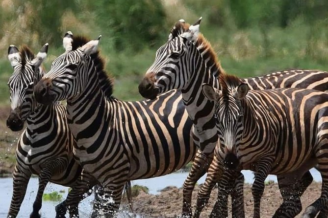 3-Day Safari to Ngorongoro, Tarangire & Lake Manyara NP - Discovering Tarangire National Park