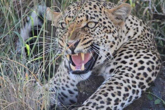 3-Day Safari to Ngorongoro, Tarangire & Lake Manyara NP - Highlights of the Safari