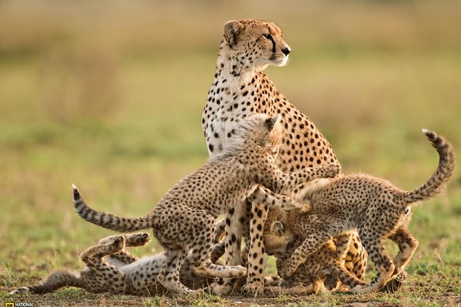 3-Day Safari Tour to Tarangire National Park, Lake Manyara National Park and Ngorongoro Crater From Arusha - Lake Manyara National Park