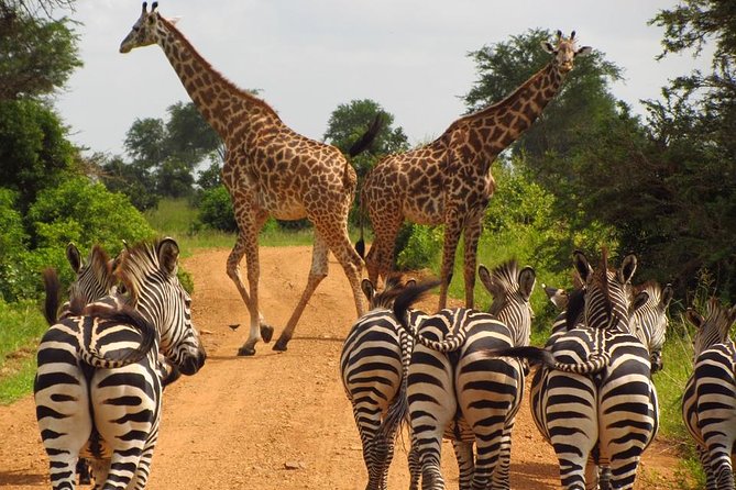 3-Day Safari Tour to Tarangire National Park, Lake Manyara National Park and Ngorongoro Crater From Arusha - Accommodation and Meals