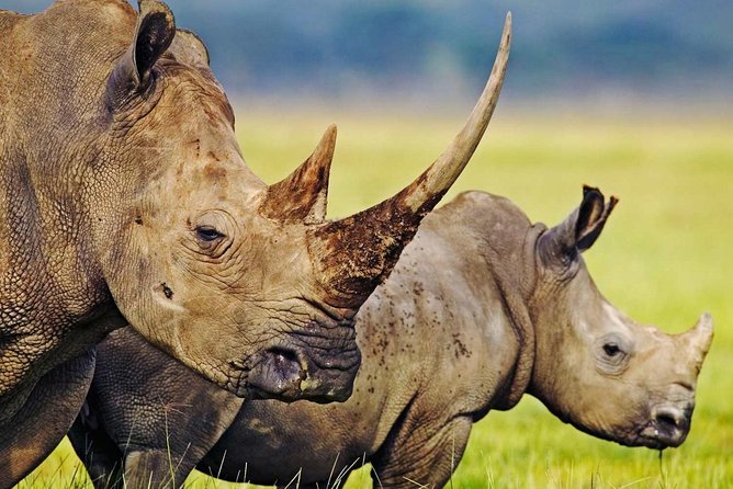 3-Day Safari Tour to Tarangire National Park, Lake Manyara National Park and Ngorongoro Crater From Arusha - Whats Included