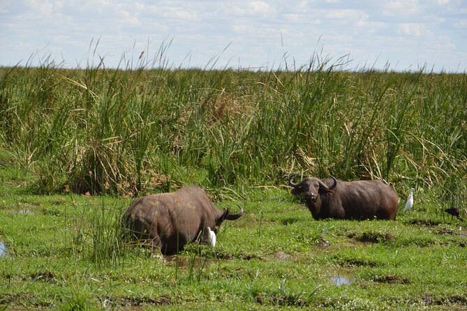 3-Day Small-Group Tanzania Safari Tour From Arusha - Key Points