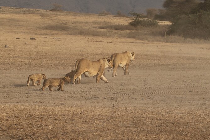 3-Day Small-Group Tanzania Safari Tour From Arusha - Wildlife Viewing Opportunities