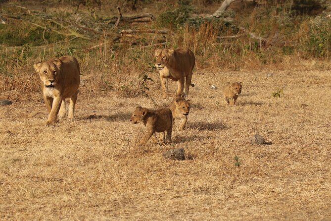 3-Day Small-Group Tanzania Safari Tour From Arusha - Group Size and Personalized Service