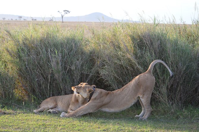 3-Day Small-Group Tanzania Safari Tour From Arusha - Meeting and Pickup Information
