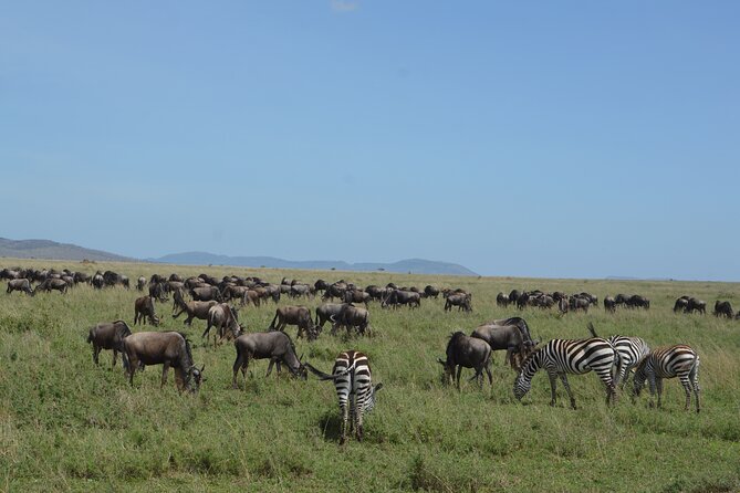3-Day Small-Group Tanzania Safari Tour From Arusha - Additional Considerations