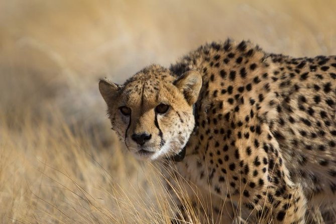 3-Day Sossusvlei Express Accommodated Safari From Swakopmund - Guest Reviews and Ratings