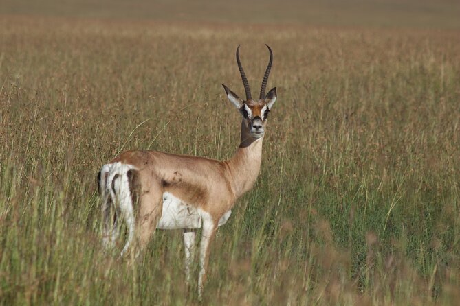 3-Day Sweetwaters: Ol Pejeta Conservancy Safari From Nairobi - Accessibility and Participation