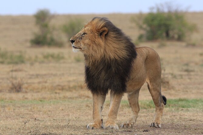 3-Day Sweetwaters: Ol Pejeta Conservancy Safari From Nairobi - Discovering Sweetwaters Chimpanzee Sanctuary