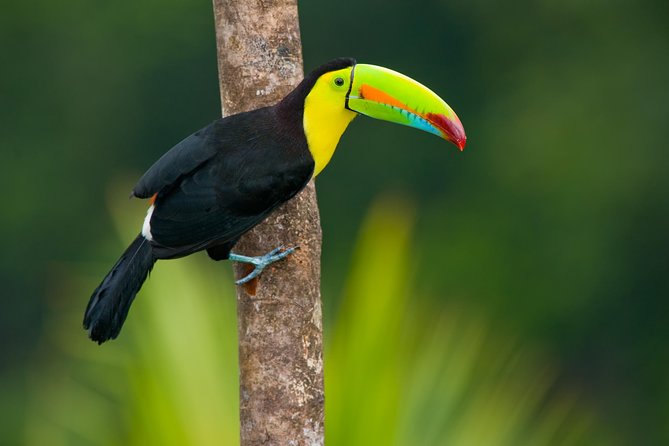 3 Day Tambopata Amazon Jungle Tour at Posada Amazonas - Canopy Walkway and Lake Excursion