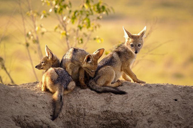 3-Day Tanzania Safari - Tarangire and Ngorongoro Crater - Highlights of Tarangire National Park
