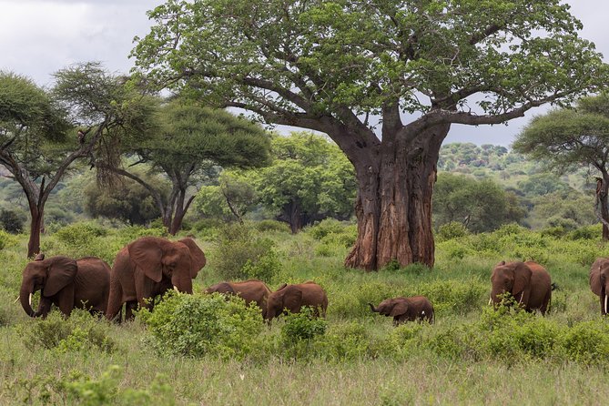 3-Day Tanzania Safari - Tarangire and Ngorongoro Crater - Exploring Lake Manyara
