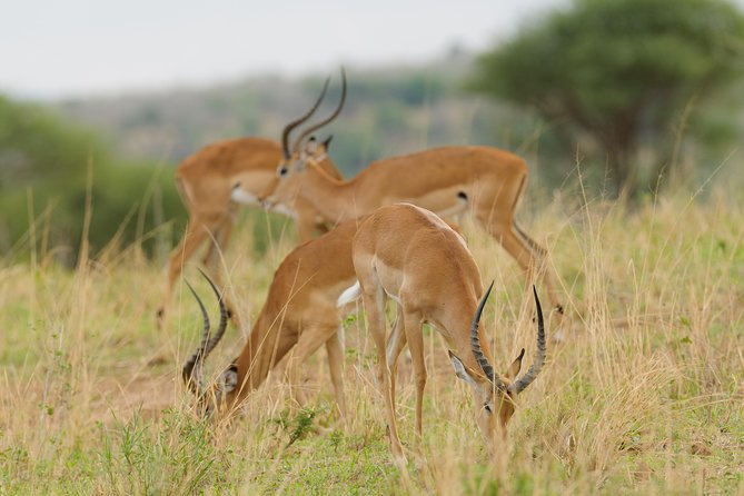 3-Day Tanzania Safari - Tarangire and Ngorongoro Crater - The Wonders of Ngorongoro Crater