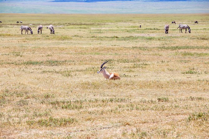 3-Day Tanzania Safari - Tarangire and Ngorongoro Crater - Accommodation and Dining Experiences