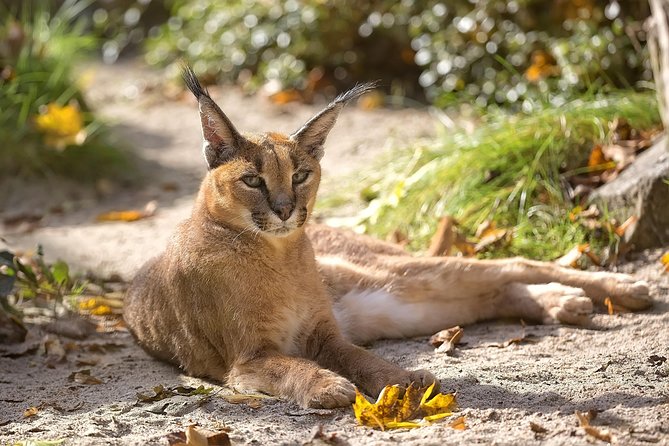 3-Day Tanzania Safari - Tarangire and Ngorongoro Crater - Safari Guide and Transportation