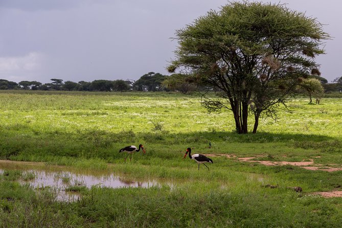3-Day Tanzania Safari - Tarangire and Ngorongoro Crater - Additional Amenities and Services