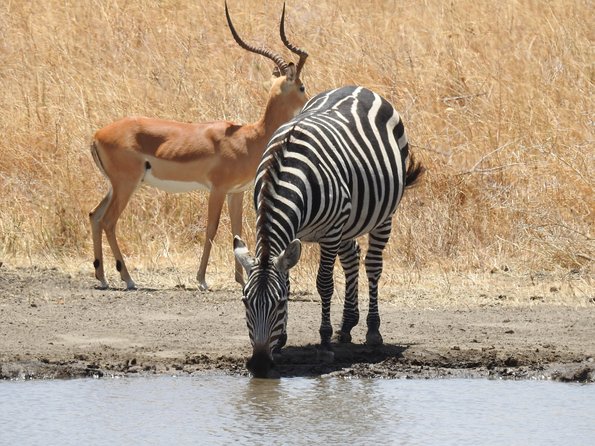 3 Day - Tarangire, Ngorongoro Crater Lake Manyara- Mid - Range - Transportation Arrangements