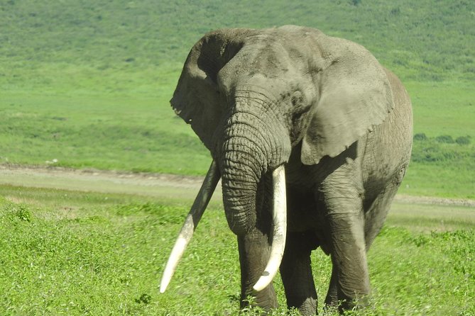 3 Day - Tarangire, Ngorongoro Crater Lake Manyara- Mid - Range - Rating and Reviews