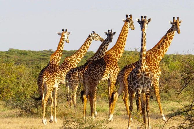 3 Day - Tarangire, Ngorongoro Crater Lake Manyara- Mid - Range - Booking Information