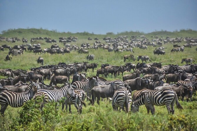 3-Day Tarangire, Ngorongoro Crater, Manyara Park - Participation Details