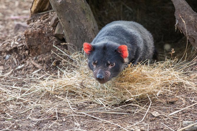 3 Day Tasmanian Highlights Tour – Hobart, Port Arthur and Bruny Island - Booking and Reservations
