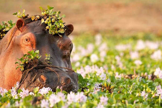 3-Day Taste of Tanzania Safari (Tarangire National Park and Ngorongoro Crater) - Included in the Safari