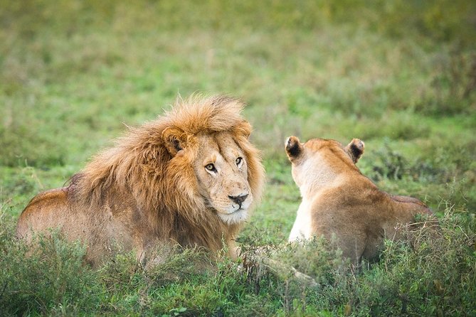3-Day Taste of Tanzania Safari (Tarangire National Park and Ngorongoro Crater) - Tour Options and Pickup