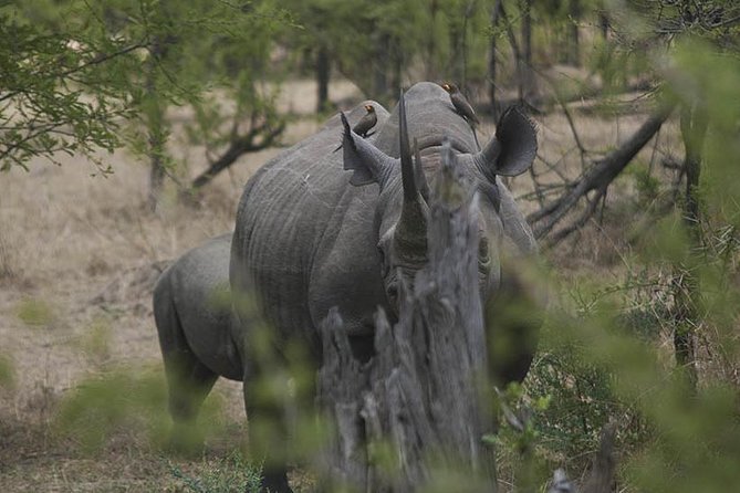 3-Day Taste of Tanzania Safari (Tarangire National Park and Ngorongoro Crater) - Safari Highlights