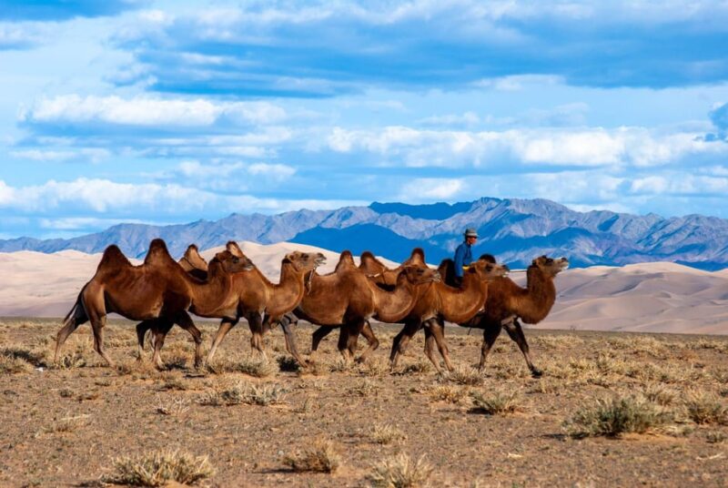 3-Day Terelj and Khar Kharom /Horse Ride and Camel Ride - Guide Language and Experience