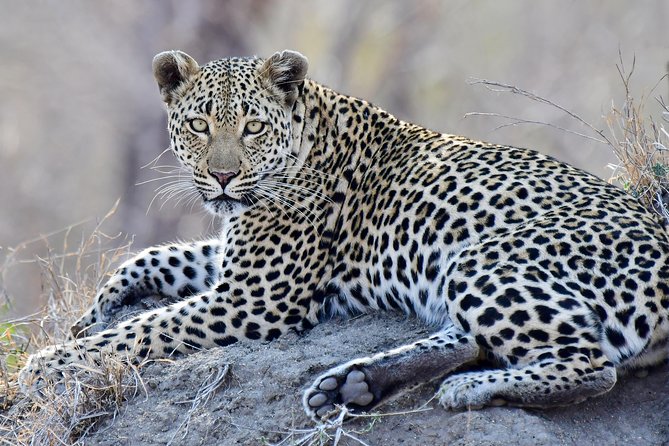 3-Day Tour of Kruger National Park From Skukuza Airport - Preparing for Your Safari Adventure