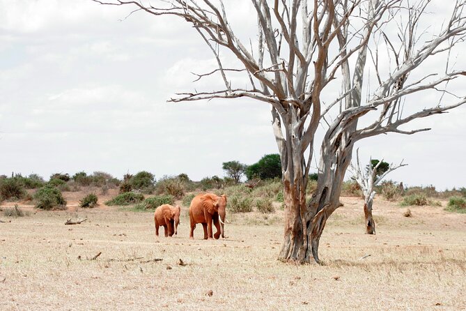 3-Day Tsavo East and Tsavo West Safari - Accessibility and Participation