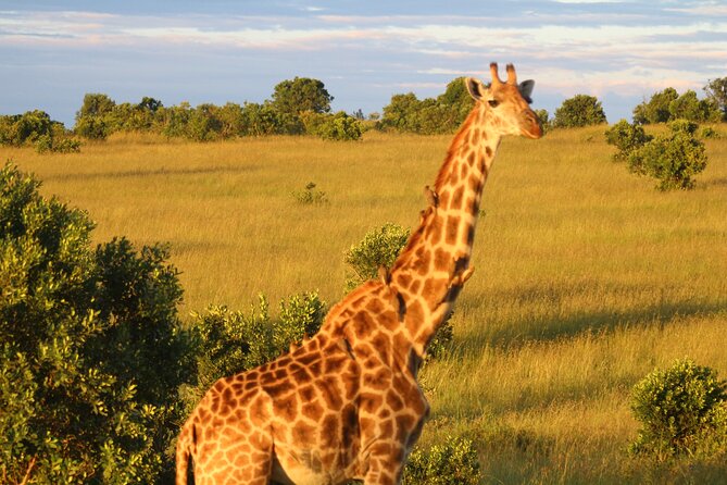 3-Day Tsavo East and Tsavo West Safari - Booking Information