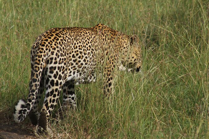 3-Day Tsavo East and Tsavo West Safari - Destination: Mombasa, Kenya